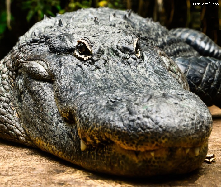 凶狠的鳄鱼图片大全