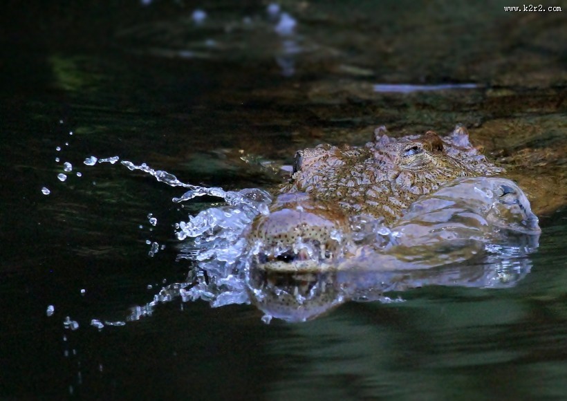 凶狠的鳄鱼图片大全