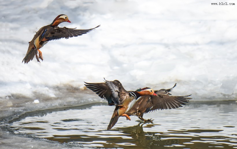 毛色艳丽的鸳鸯图片