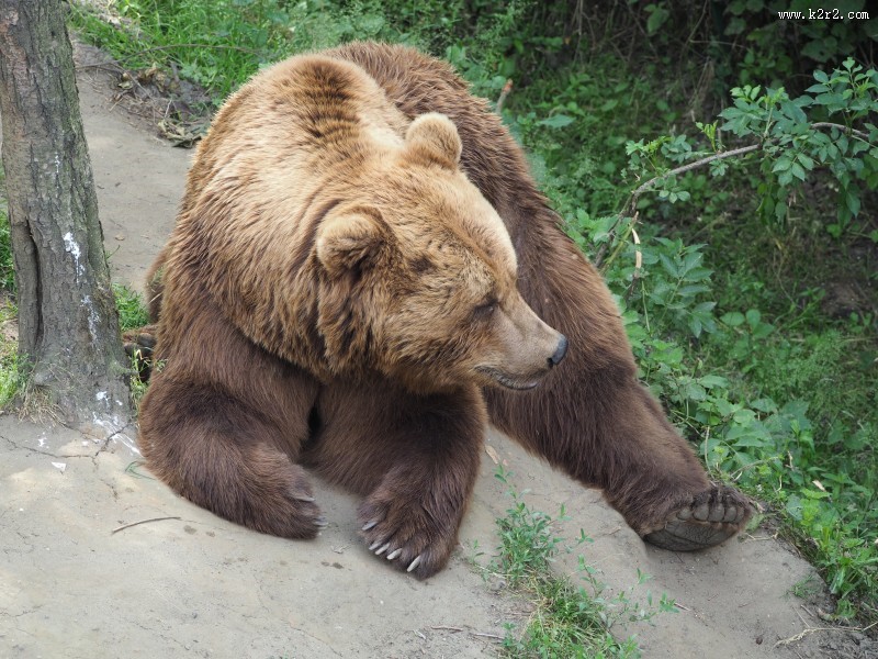 体形庞大的棕熊图片