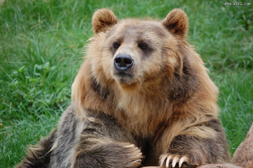 肥头大耳的棕熊图片大全
