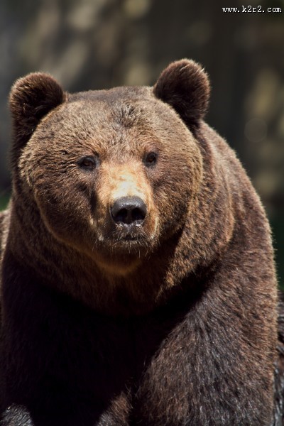 肥头大耳的棕熊图片大全
