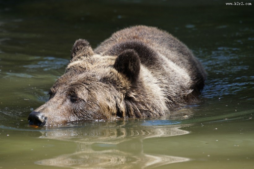 肥头大耳的棕熊图片大全