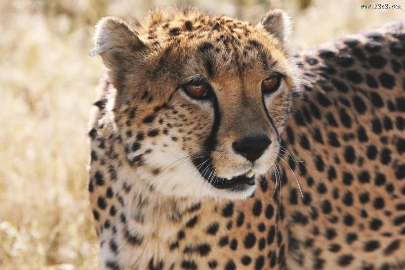 凶猛的猎豹图片