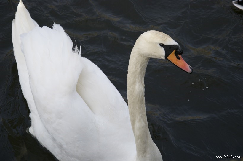 洁白的天鹅图片