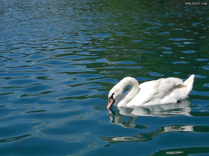 洁白的天鹅图片