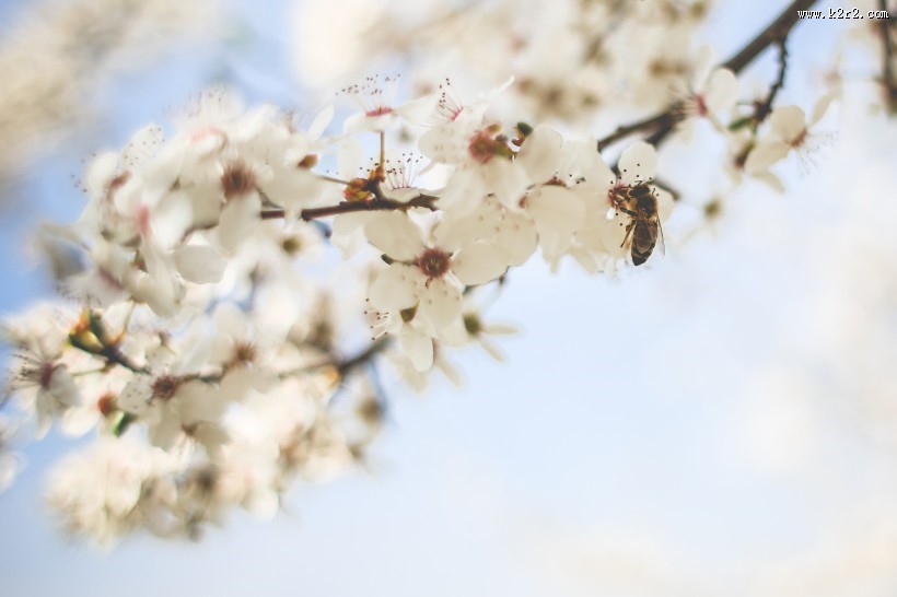 辛勤的蜜蜂图片