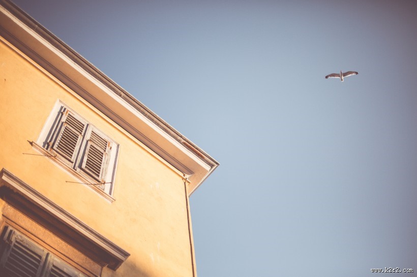 鸟在天空飞翔的图片