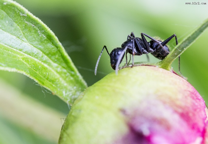 不辞劳苦的蚂蚁图片