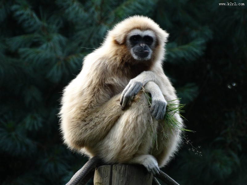 活泼机灵的猴子图片
