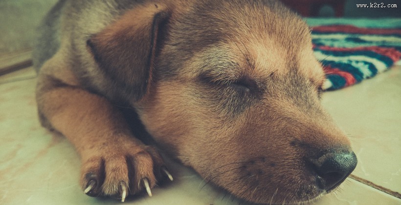 正在睡觉的狗狗图片