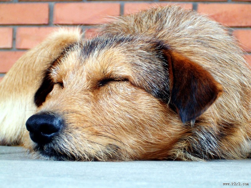 正在睡觉的狗狗图片