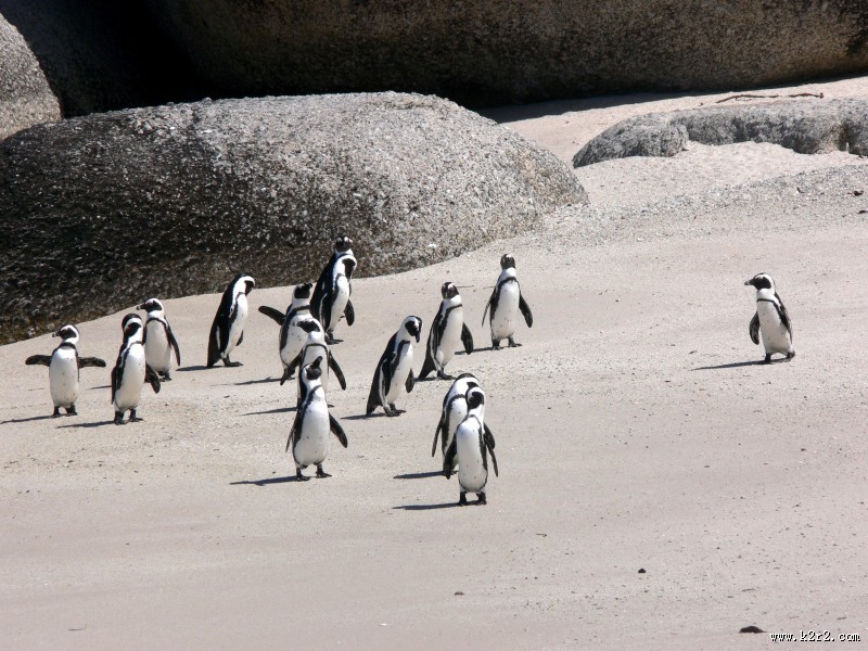 步履蹒跚的南极企鹅图片