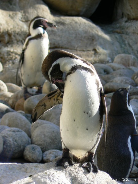 步履蹒跚的南极企鹅图片