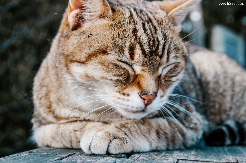 睡觉的猫咪图片