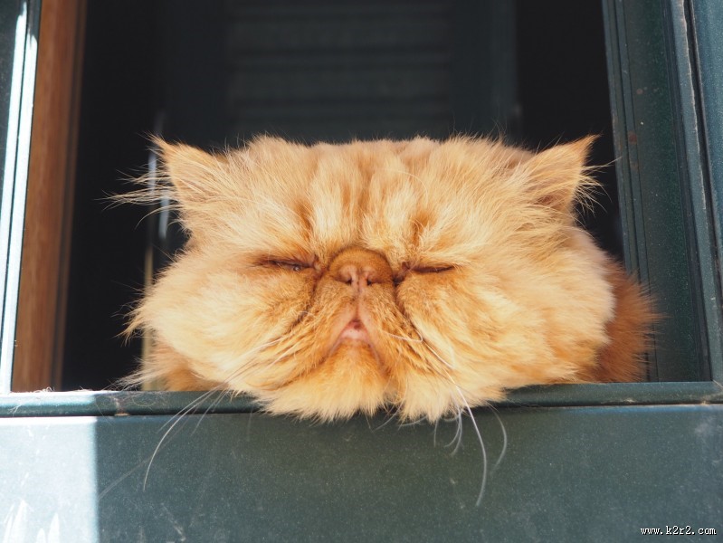 睡觉的猫咪图片