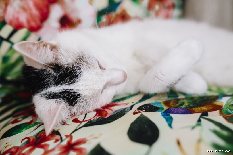 睡觉的猫咪图片