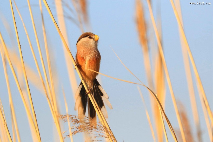 震旦鸦雀图片大全