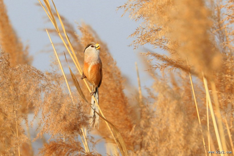震旦鸦雀图片大全