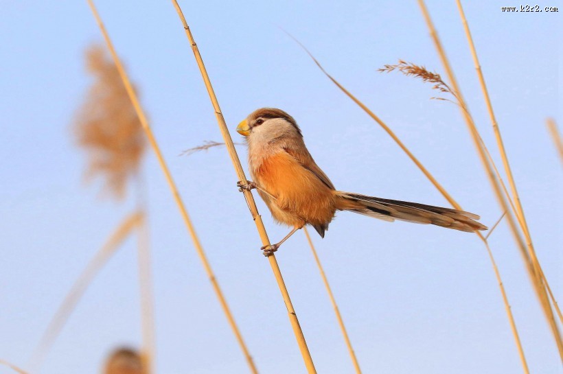 震旦鸦雀图片大全