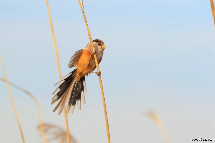 震旦鸦雀图片大全