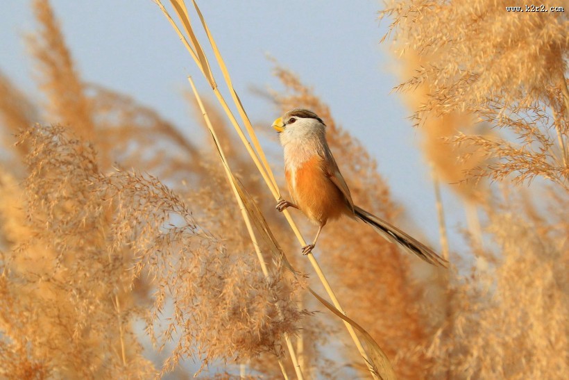 震旦鸦雀图片大全