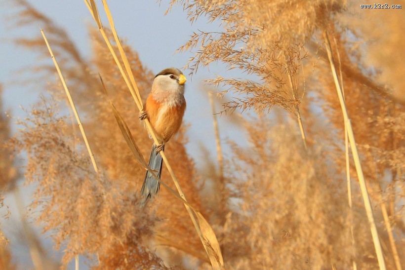 震旦鸦雀图片大全