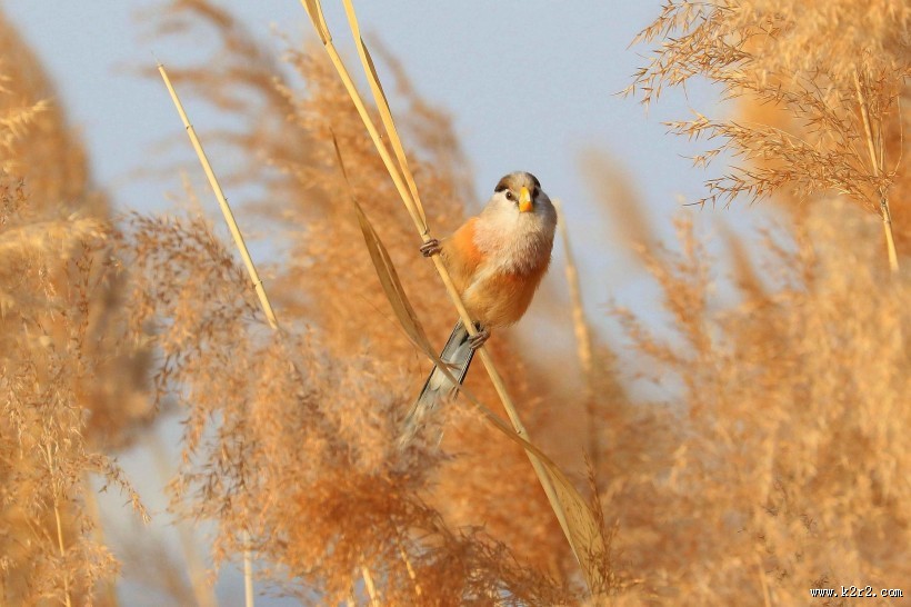 震旦鸦雀图片大全