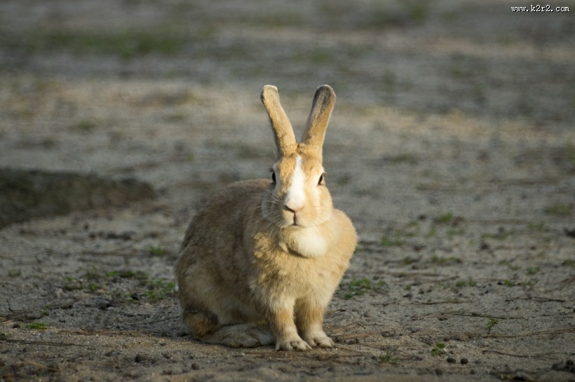 软萌可爱的兔子图片大全