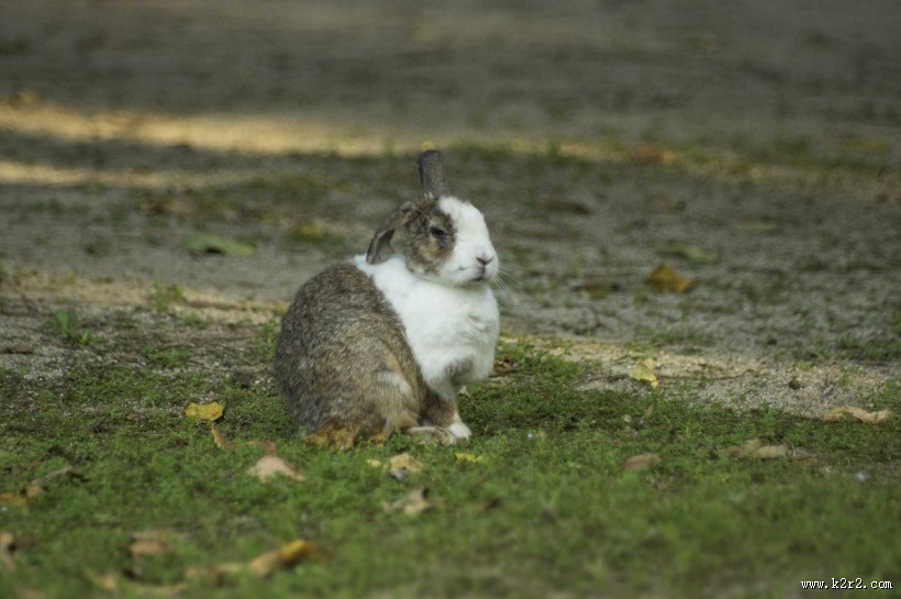 软萌可爱的兔子图片大全