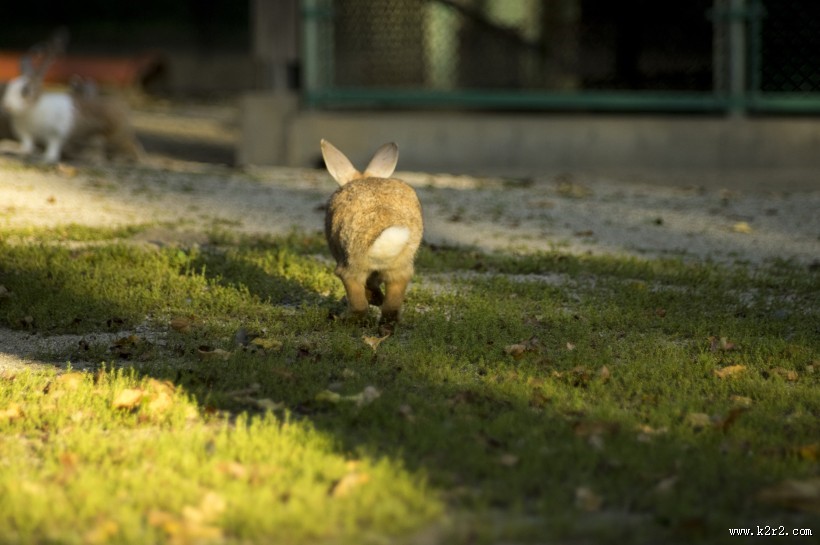 软萌可爱的兔子图片大全