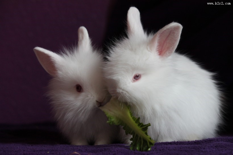 雪白的小白兔图片