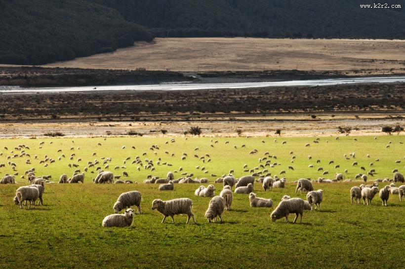 圆润可爱的绵羊图片