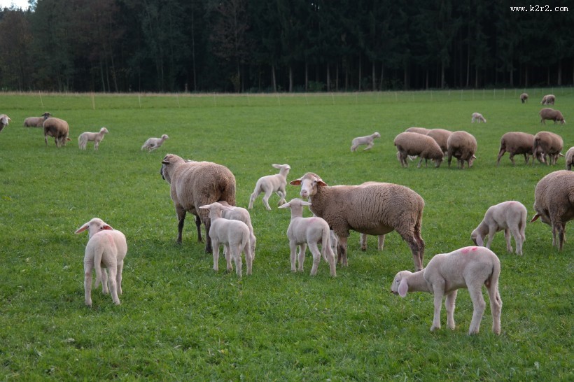 圆润可爱的绵羊图片