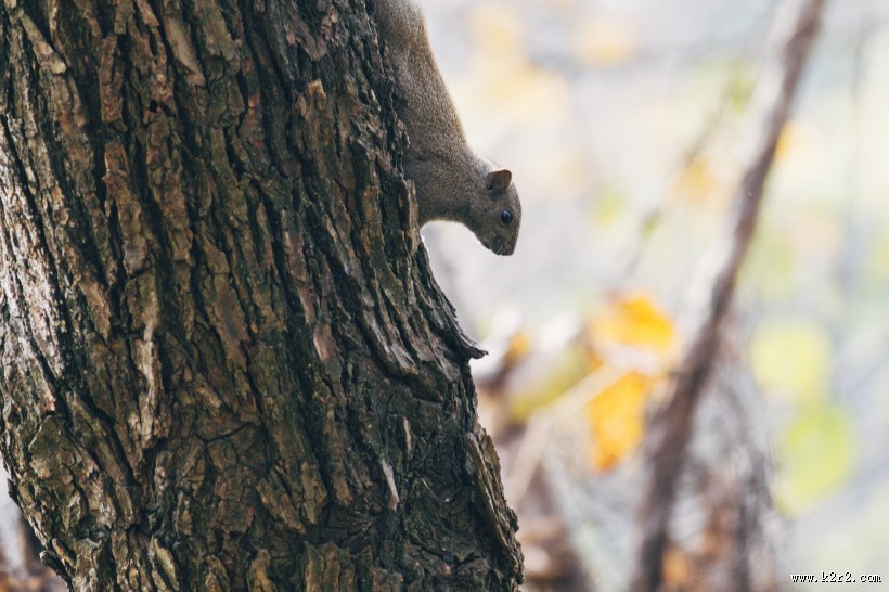 可爱的小松鼠图片大全