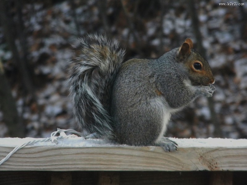 可爱的小松鼠图片大全