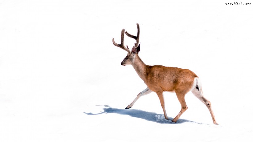 梅花鹿高清图片大全