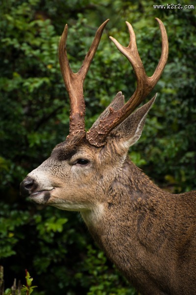 梅花鹿高清图片大全