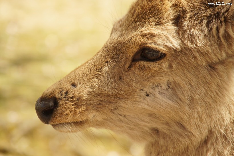 日本奈良的鹿图片