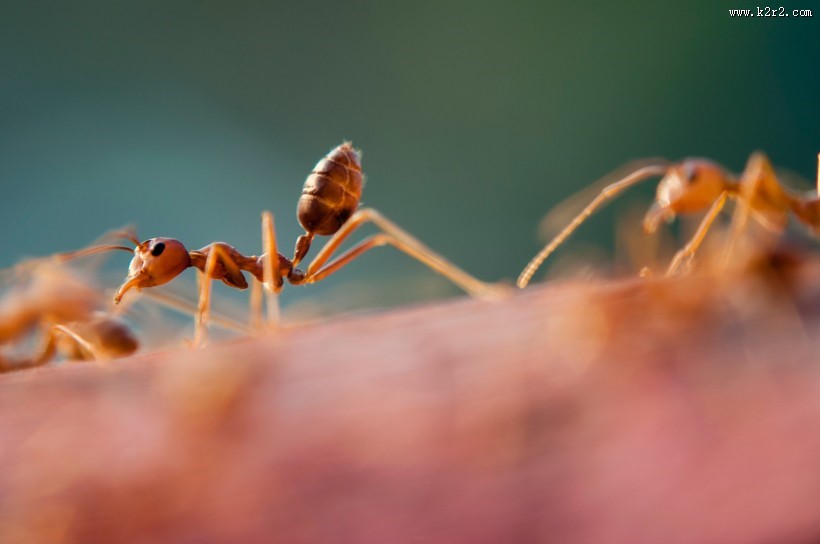 可爱的小蚂蚁图片