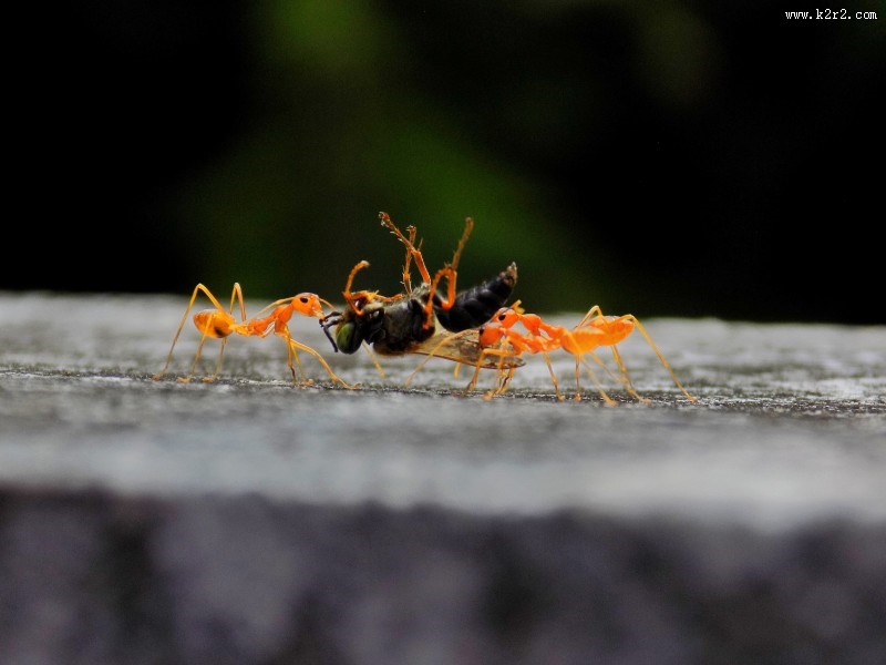 可爱的小蚂蚁图片