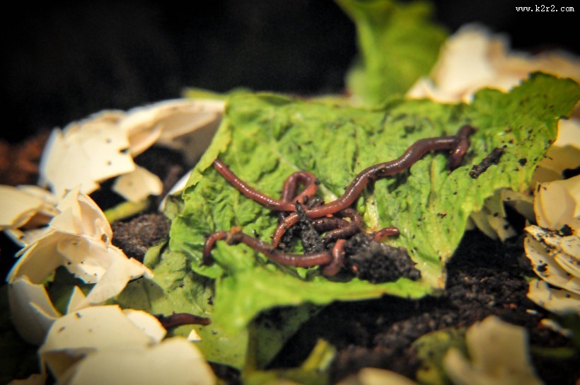 陆生环节蚯蚓图片
