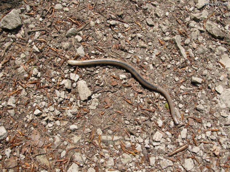 陆生环节蚯蚓图片