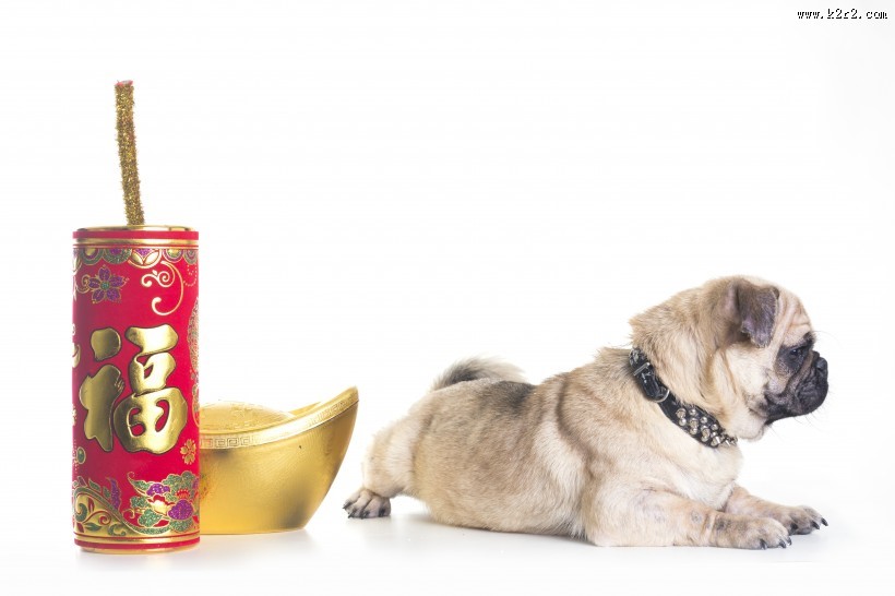 可爱斗牛犬狗狗图片