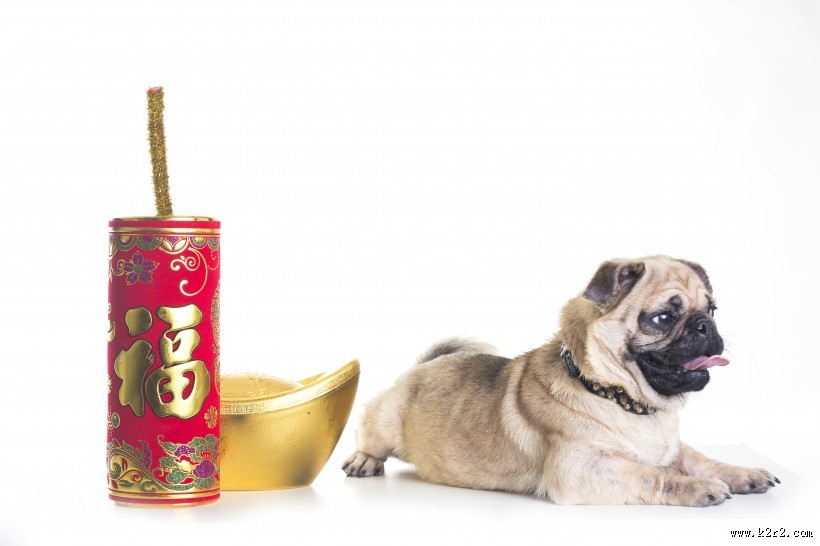 可爱斗牛犬狗狗图片