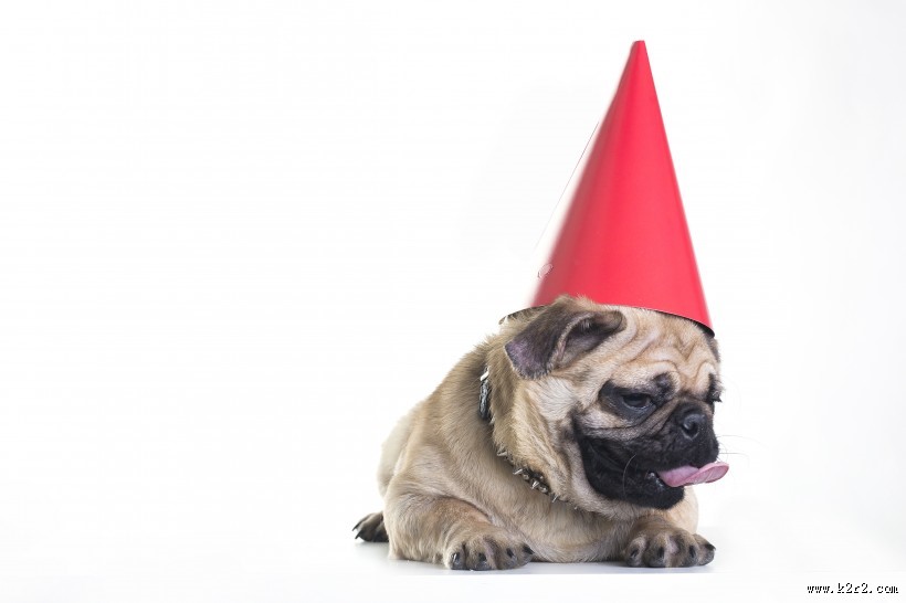 可爱斗牛犬狗狗图片