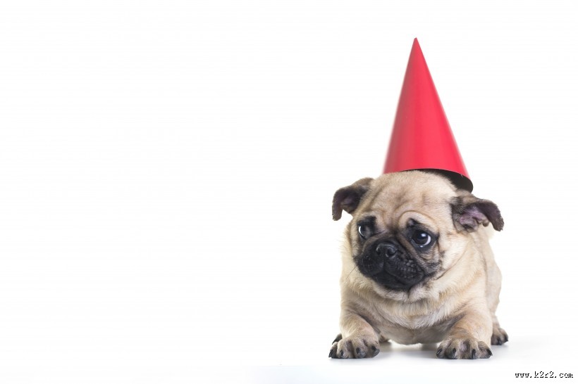 可爱斗牛犬狗狗图片