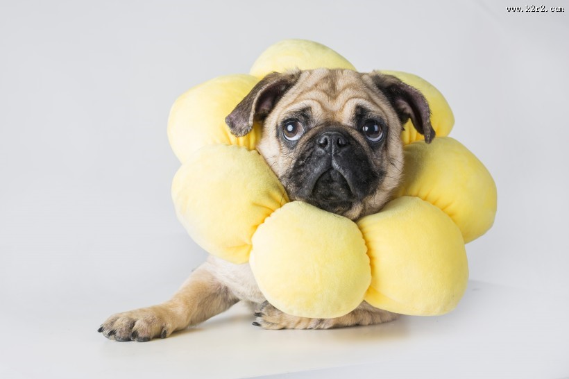 可爱斗牛犬狗狗图片