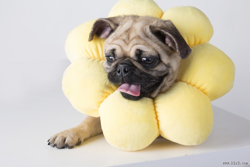 可爱斗牛犬狗狗图片