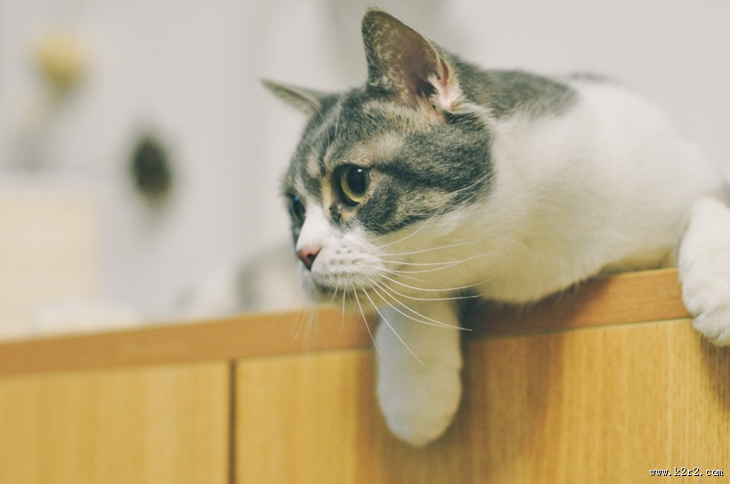 可爱顽皮的猫咪图片